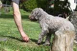 LAGOTTO CAVAGE 065